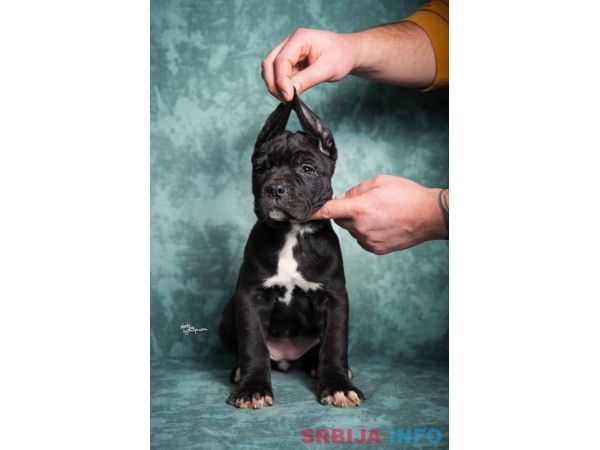 Cane Corso stenad