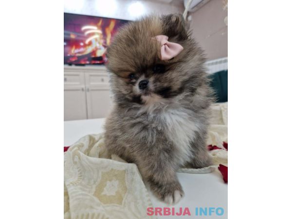 Pomeranci boo pravi medvedici 
