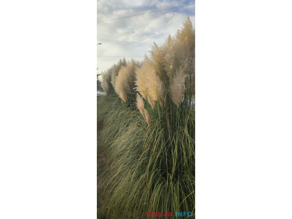 Pampas na prodaju