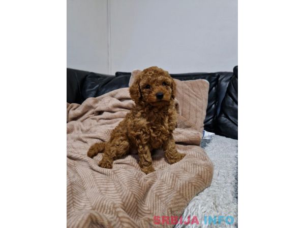 Crvena Toy Pudla prelepi &scaron;tenci