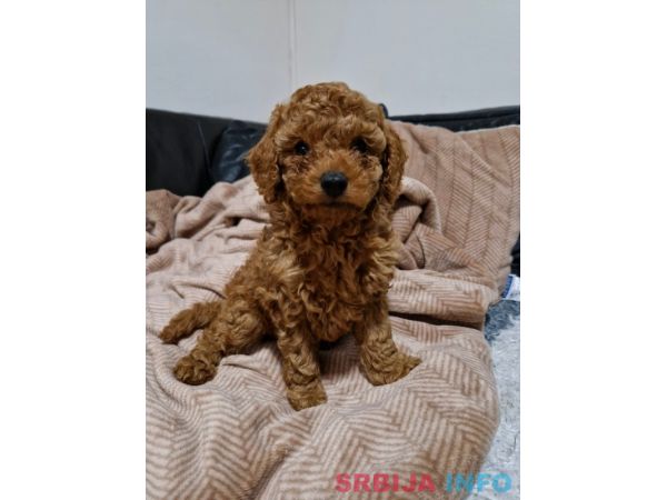Crvena Toy Pudla prelepi &scaron;tenci