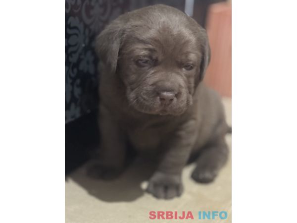 Labrador &scaron;tenci