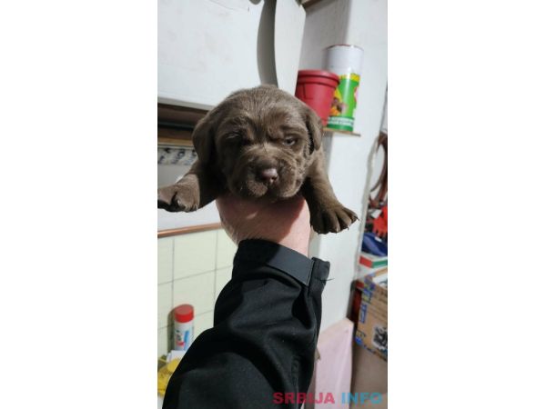 Labrador &scaron;tenci