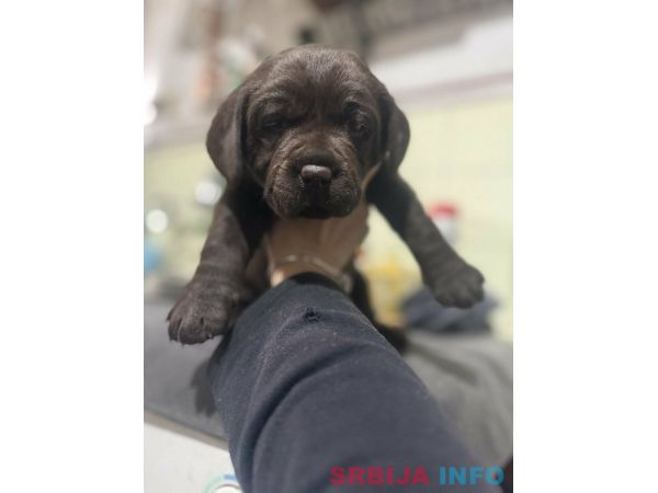 Labrador &scaron;tenci