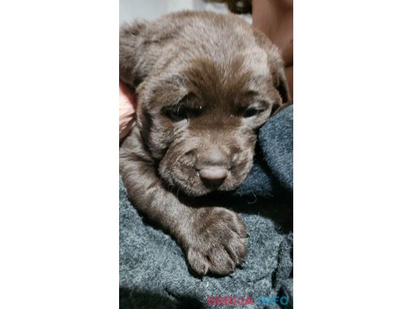 Labrador &scaron;tenci