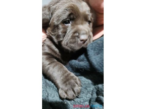 Labrador &scaron;tenci