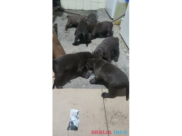 Labrador &scaron;tenci