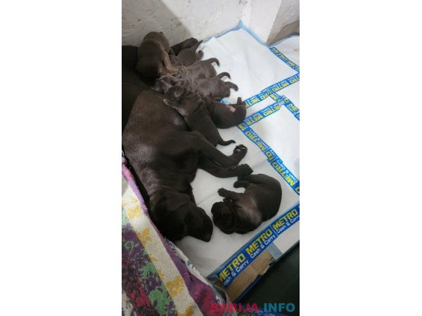 Labrador &scaron;tenci