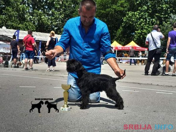 Patuljasti &scaron;naucer &scaron;tenci