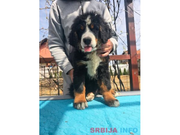 Bernski planinski pas štenci