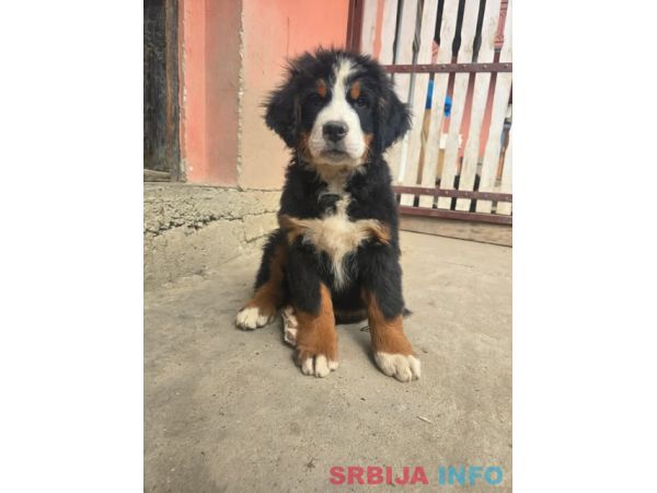 Bernski planinski pas &scaron;tenci