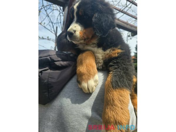 Bernski planinski pas &scaron;tenci