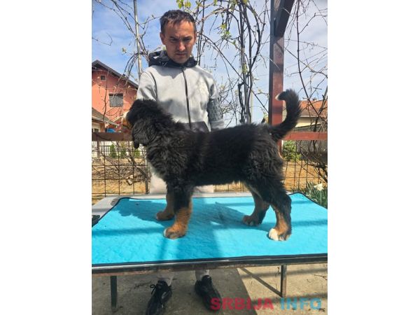 Bernski planinski pas &scaron;tenci