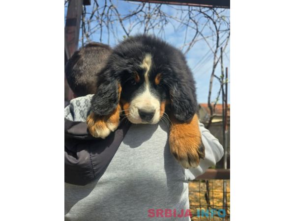 Bernski planinski pas &scaron;tenci