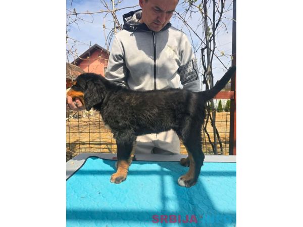 Bernski planinski pas &scaron;tenci