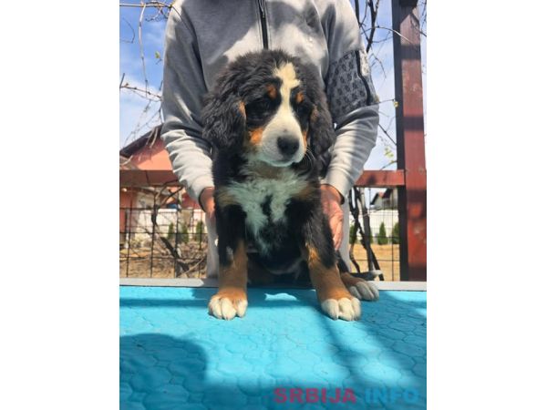 Bernski planinski pas &scaron;tenci