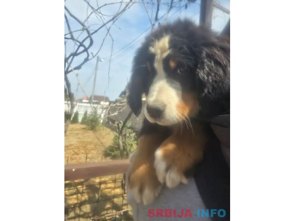 Bernski planinski pas &scaron;tenci