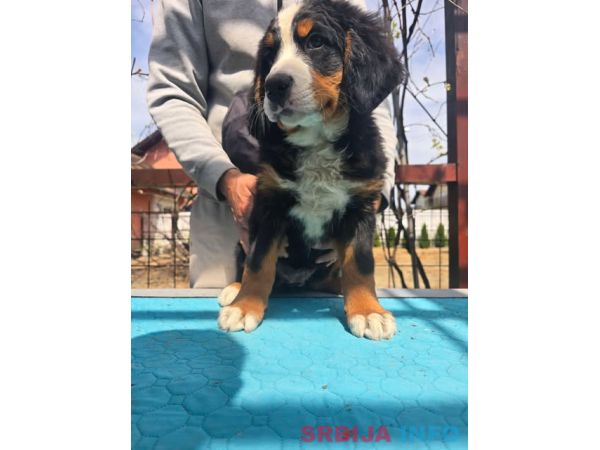 Bernski planinski pas &scaron;tenci