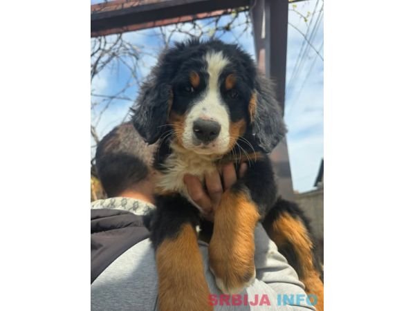 Bernski planinski pas &scaron;tenci