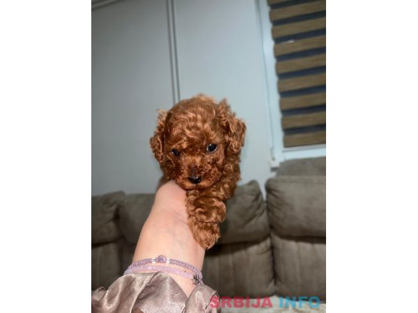 Toy pudlice