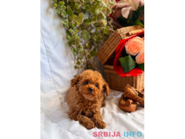 Prelepe toy i patuljaste pudle