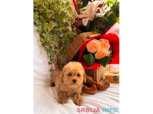 Prelepe toy i patuljaste pudle