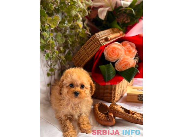 Prelepe toy i patuljaste pudle