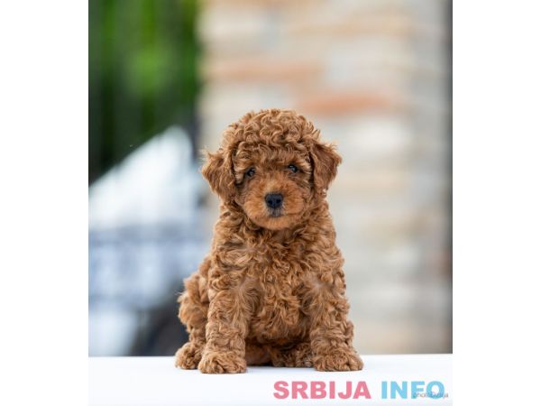 Toy Pudla &scaron;tenci
