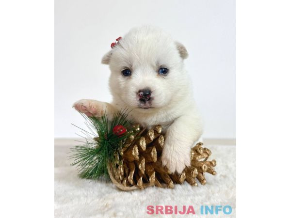Pomsky-pomski (pomeranac + haski)