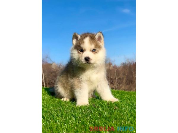 Pomsky-pomski (pomeranac + haski)