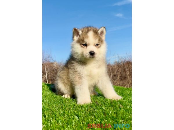 Pomsky-pomski (pomeranac + haski)
