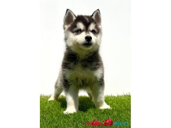Pomsky-pomski (pomeranac + haski)