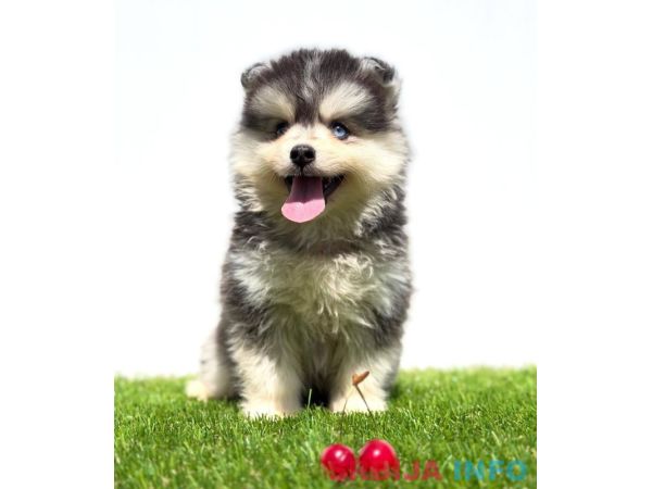 Pomsky-pomski (pomeranac + haski)