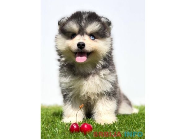 Pomsky-pomski (pomeranac + haski)