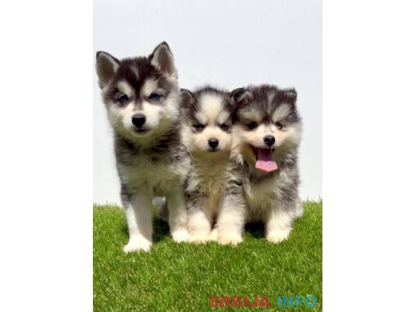 Pomsky-pomski (pomeranac + haski)