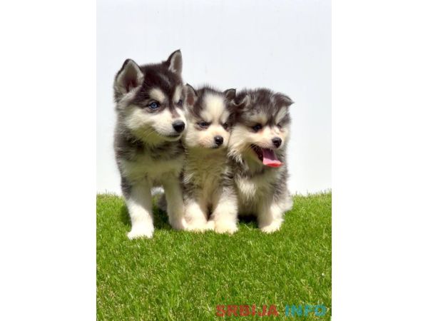 Pomsky-pomski (pomeranac + haski)