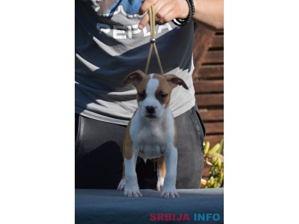 &Scaron;tenci Američkog staforda