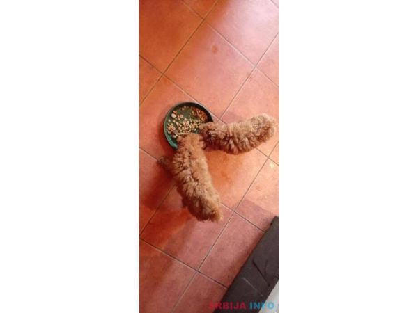 &Scaron;tenci toy crvene pudle