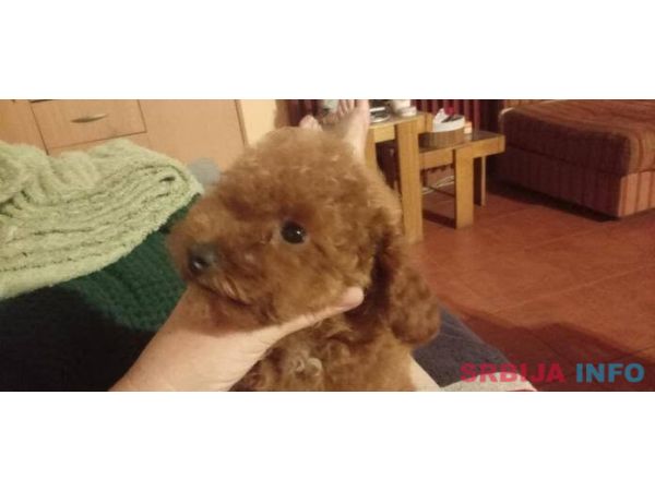 &Scaron;tenci toy crvene pudle