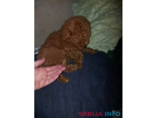 &Scaron;tenci toy crvene pudle