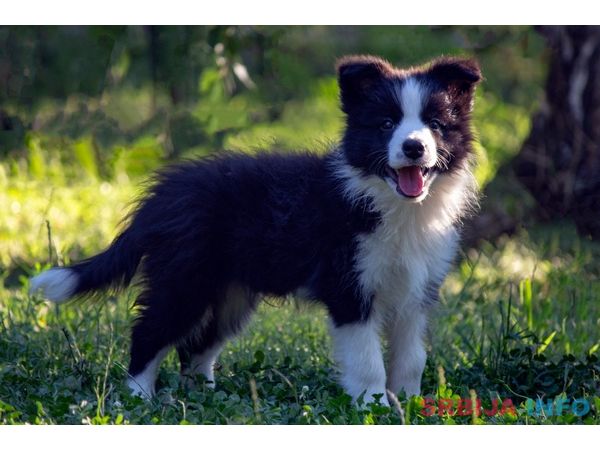 Border Collie - Border koli štenad