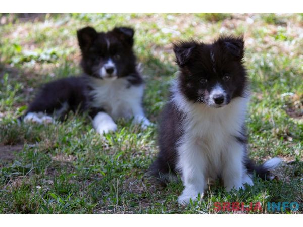 Border Collie - Border koli &scaron;tenad