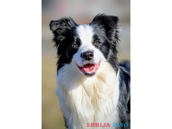 Border Collie - Border koli &scaron;tenad