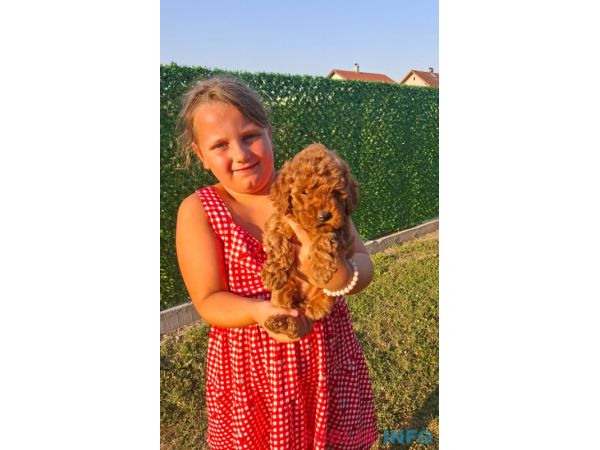 Crvene toy pudle spremne za novi dom