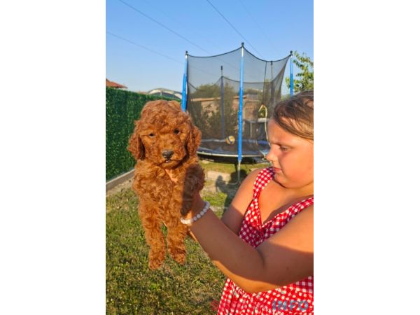 Crvene toy pudle spremne za novi dom