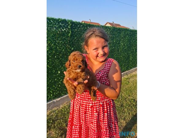 Crvene toy pudle spremne za novi dom