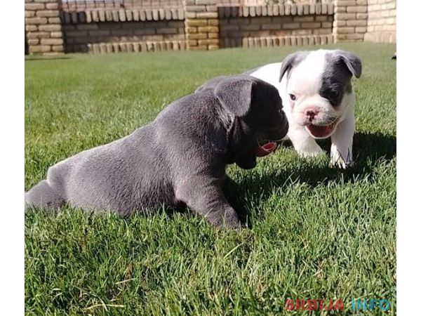 Francuski buldog