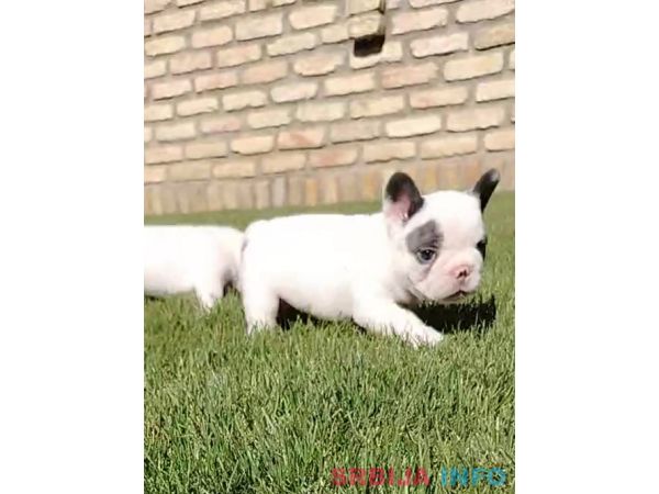 Francuski buldog