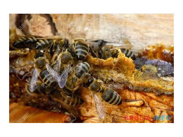 Propolis rastvor