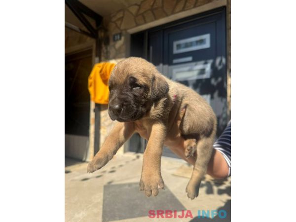 Srpski odbrambeni pas, &scaron;tenci